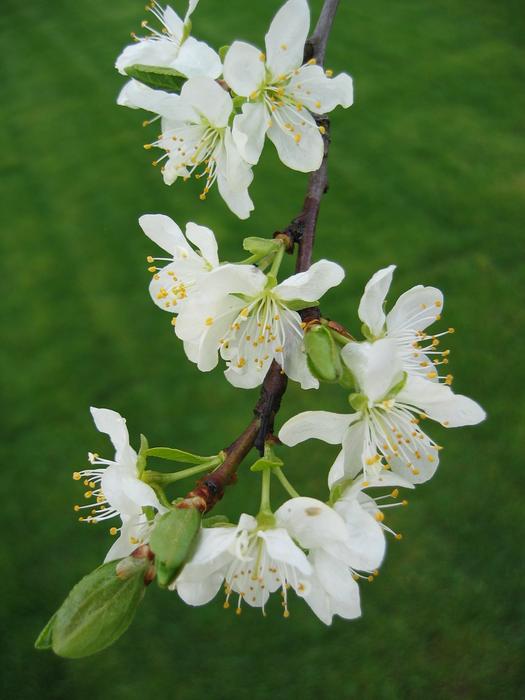 Flower Nature Apple