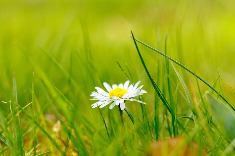 Daisy Grass Flower