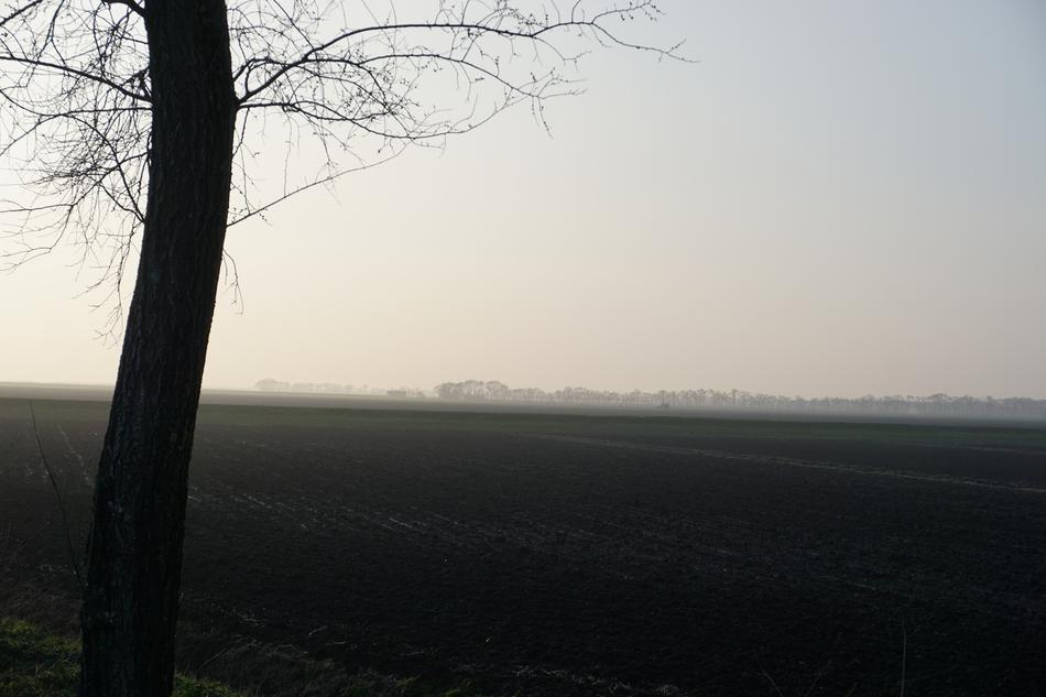 Fog Tree Landscape