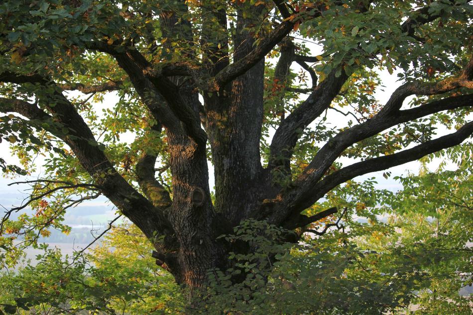 Tree Nature Big