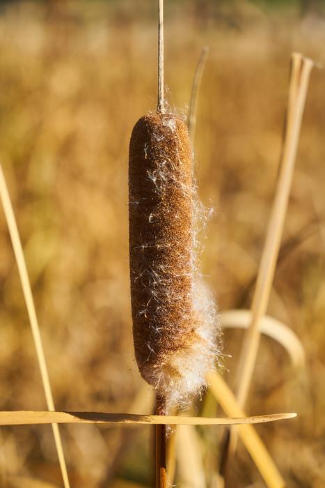 Plant Reedy Seed