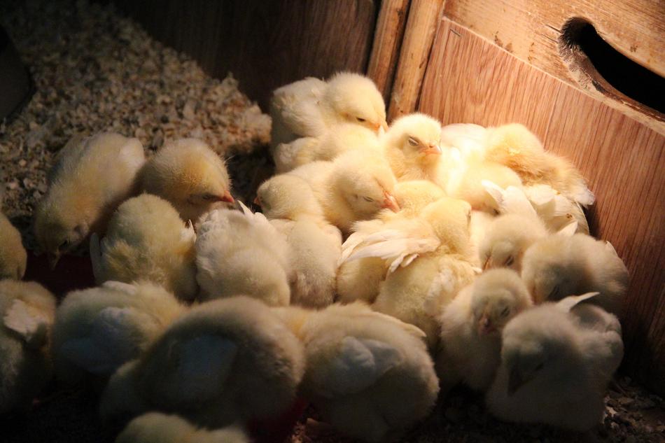 sleeping cute chicks at the zoo