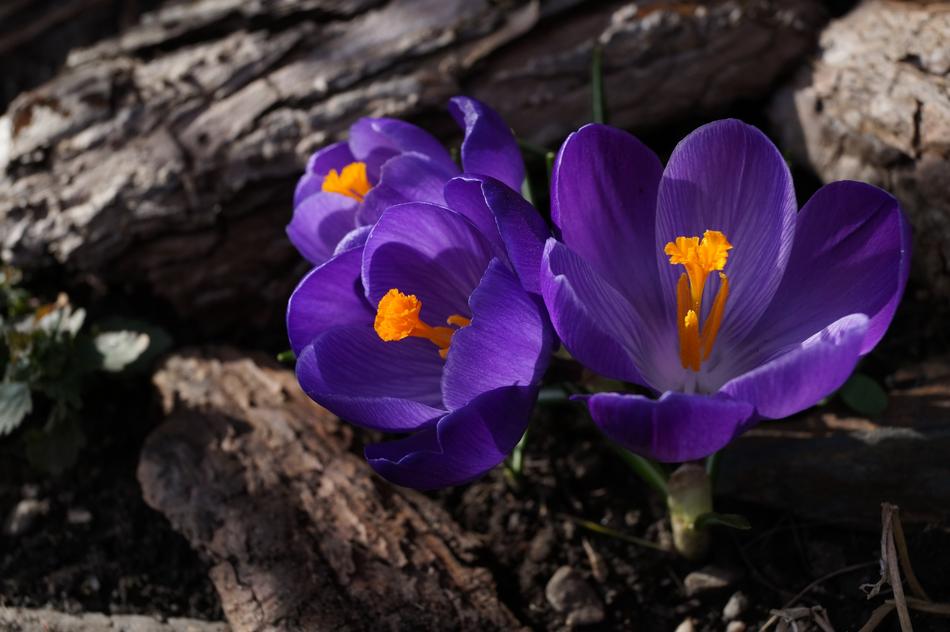 Crocus Purple Toxic