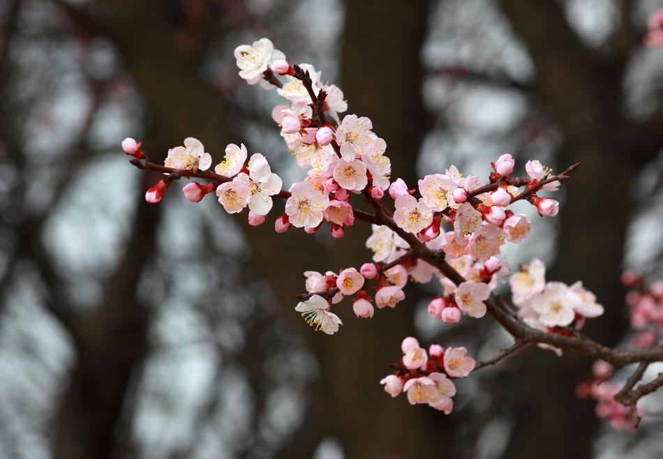Quarter Wood Flowers