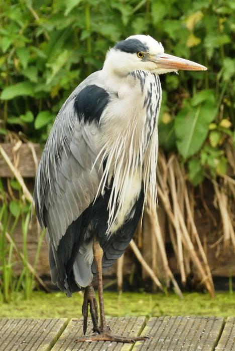 Heron Nature Blue