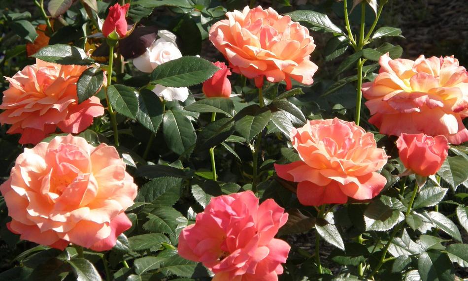 Flower Rose Flora