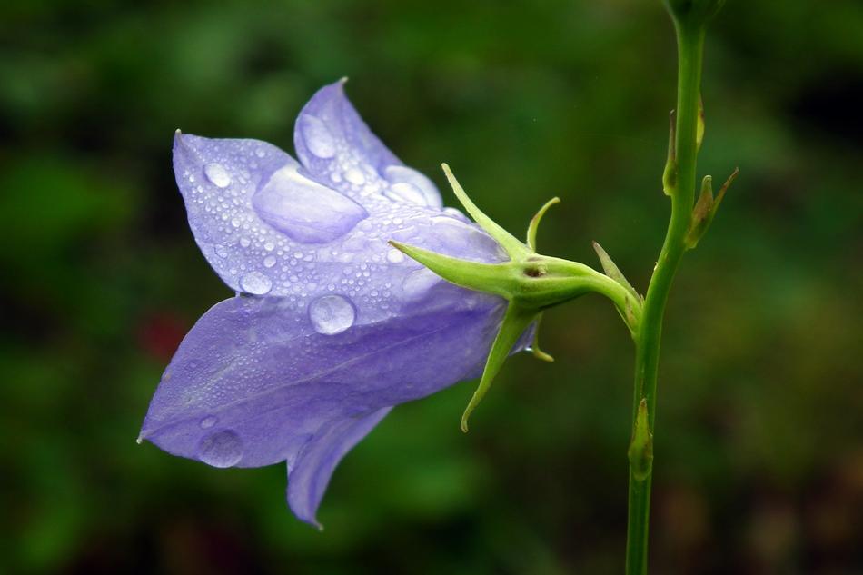 raindrops on a purple flower