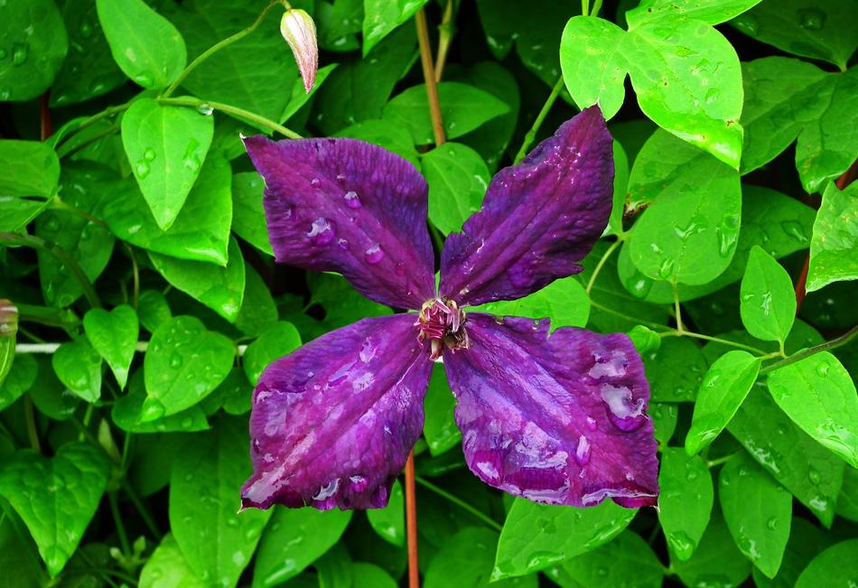 Flower Clematis Violet