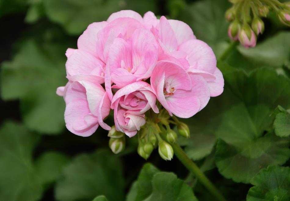 Flower Of Geranium Rose