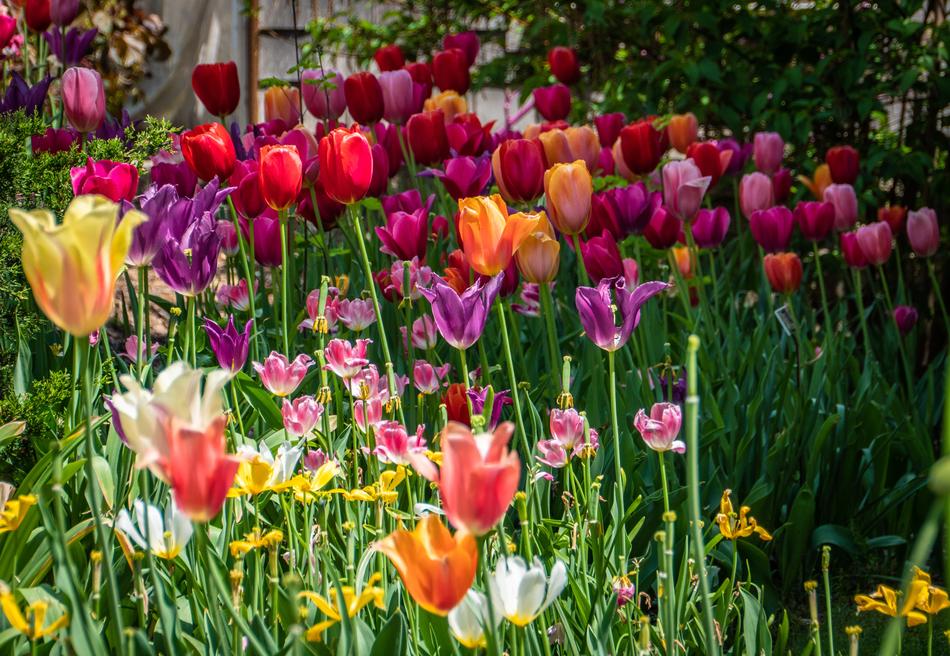 Tulip Flower Spring