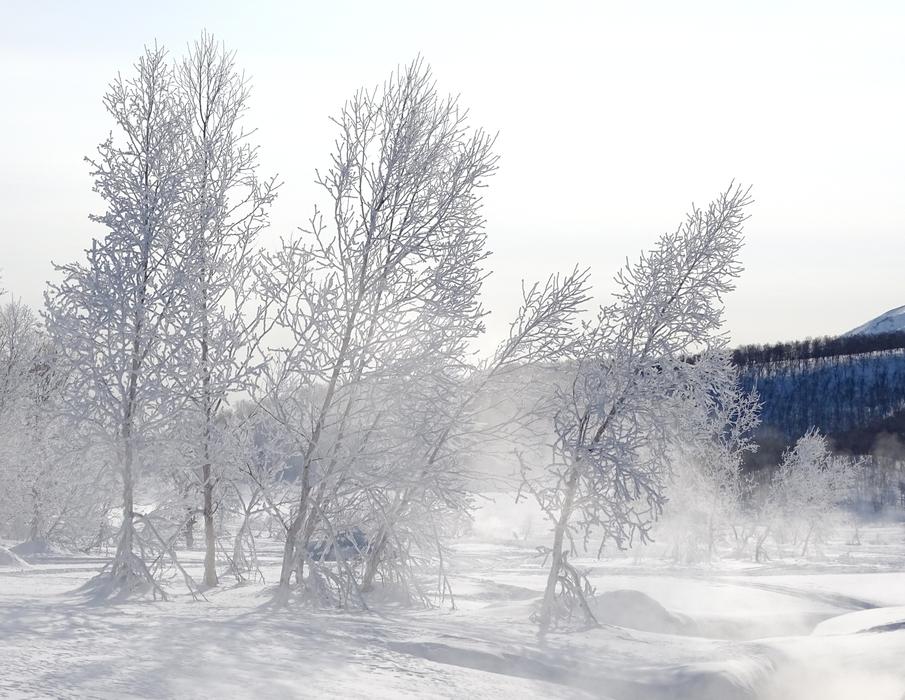 Winter Forest Leann