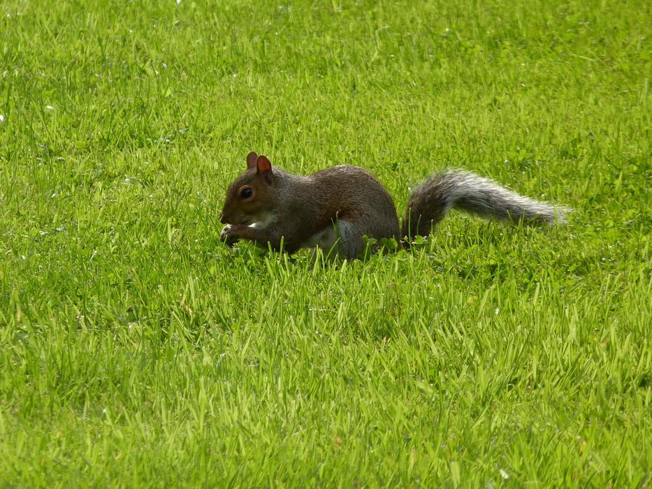 squirrel in the green grass