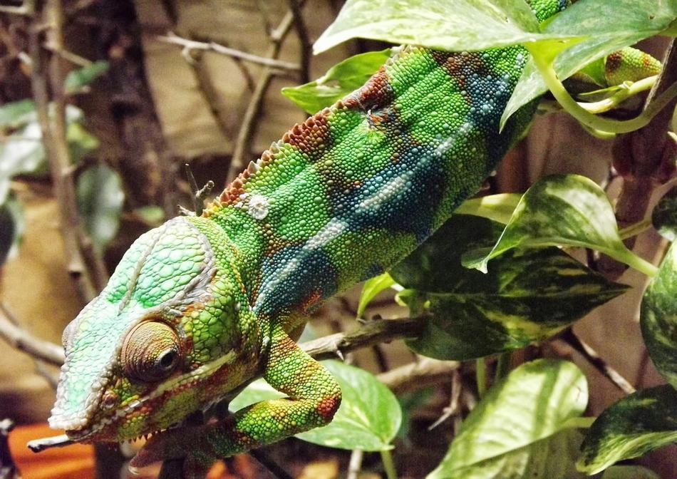 Chameleon Colored Color