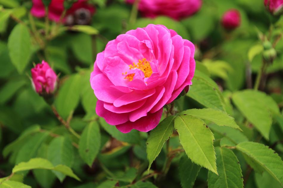 Pink Flower Rose