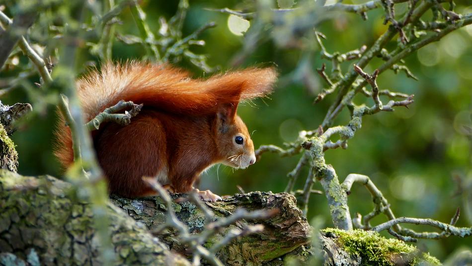 Squirrel Red Wild Animal