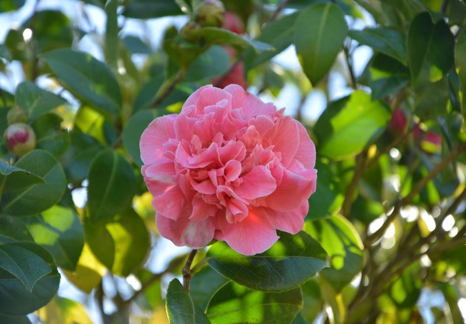 Flower Of Camellia