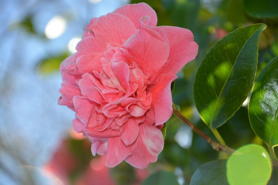 Flower Pink Camelia