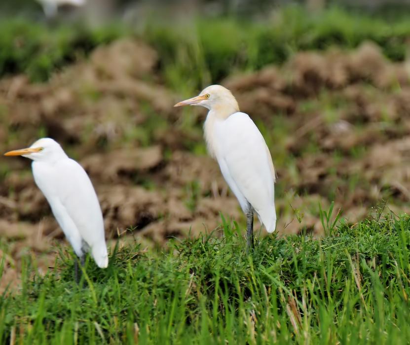 Nature Wildlife Bird