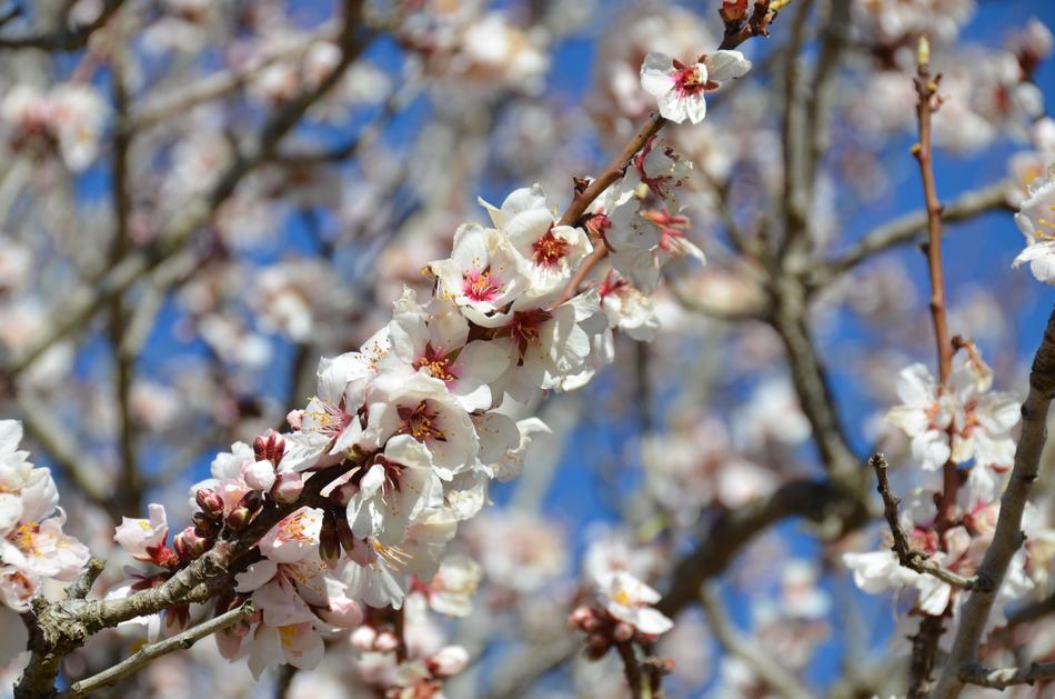 Bloom Flower Blossom