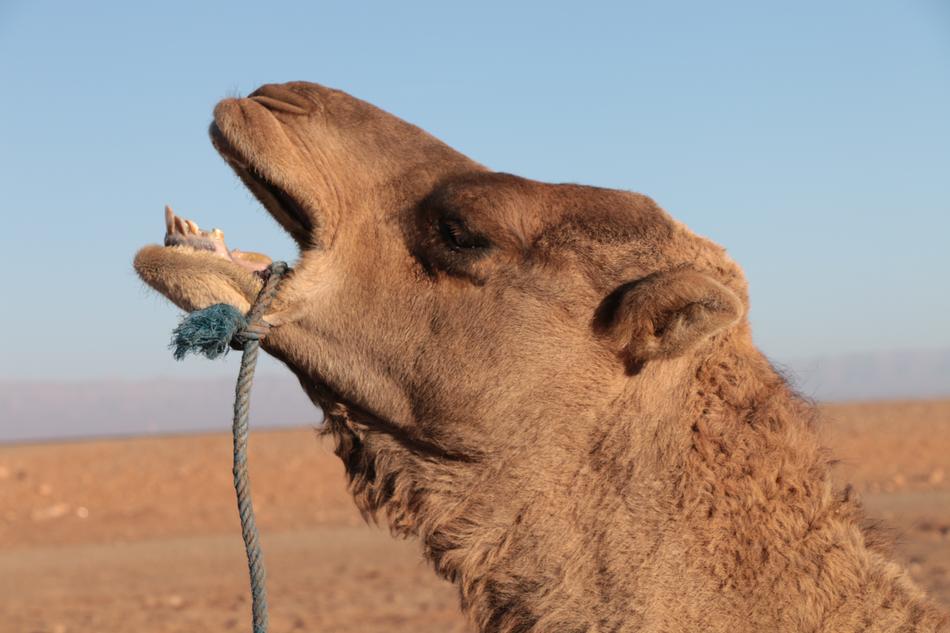 Wilderness Camel Morocco