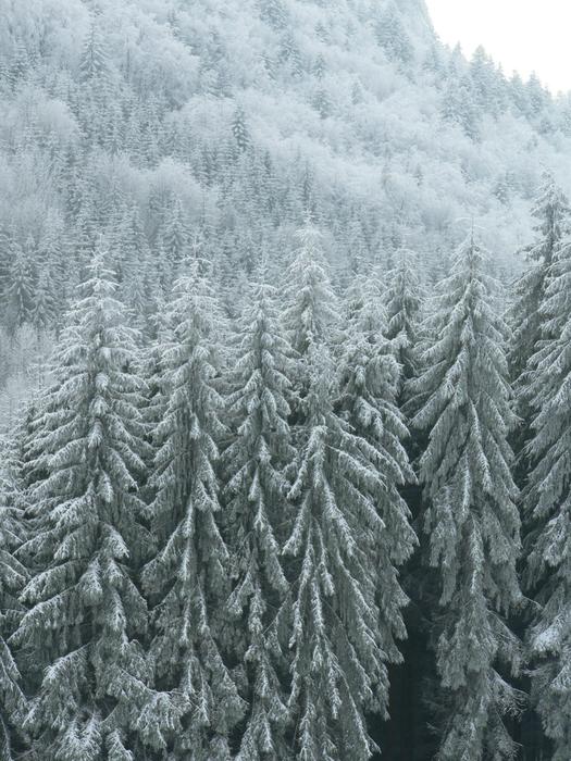 winter snowy landscape is beautiful