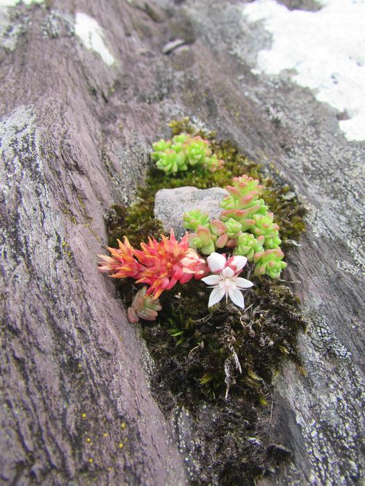 Plant Houseleek Succulent