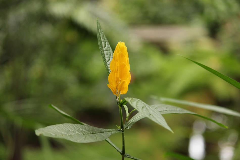 Flower Nature Beautiful