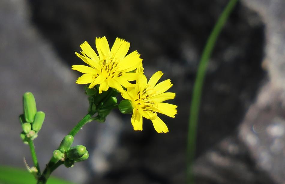 Nature Plant Flower