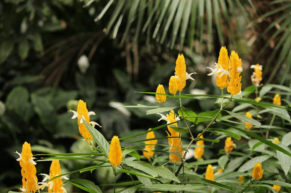 yellow flowers on green foliage