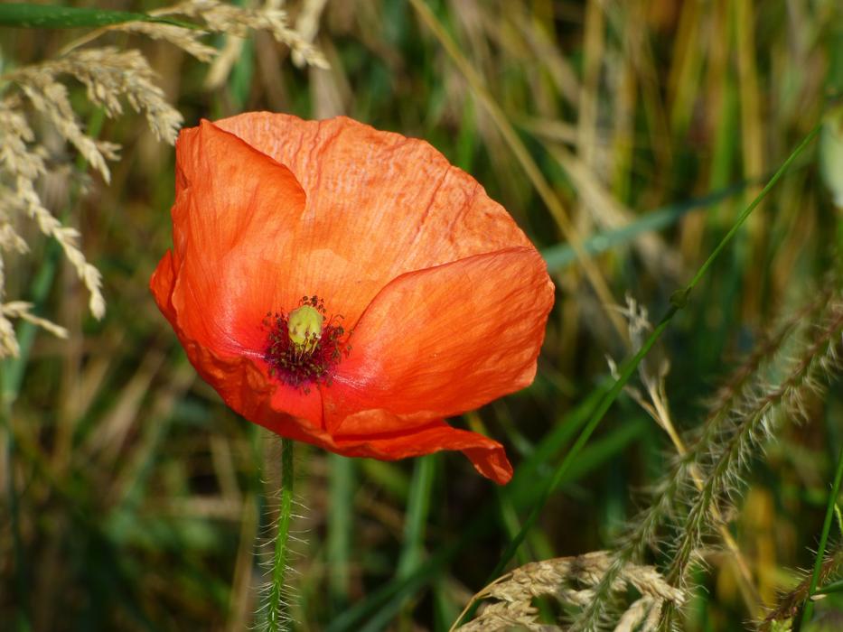 Flower Poppy Red