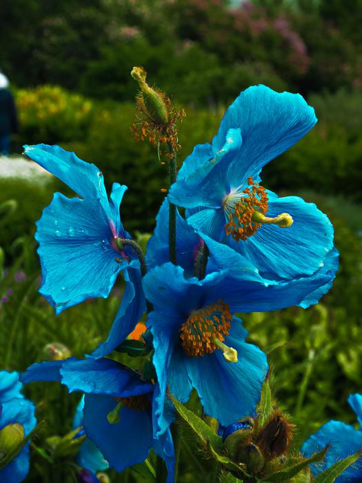 Flower Nature