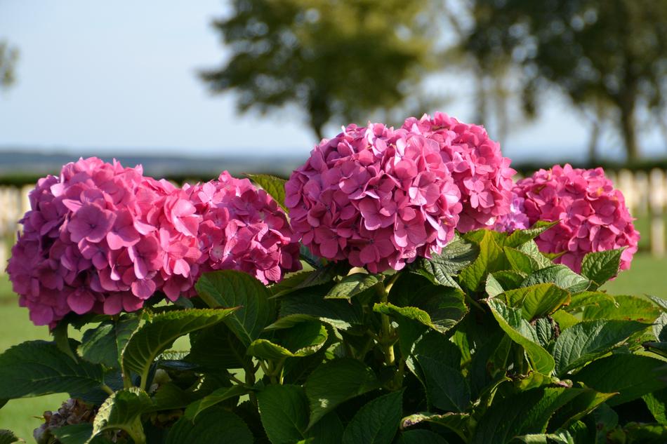 Flower Red