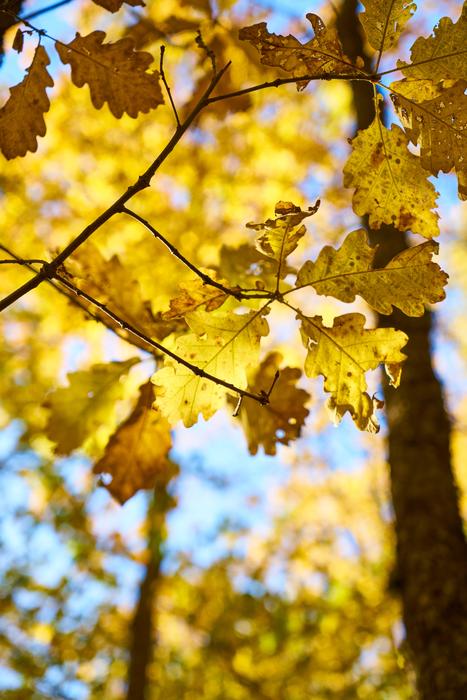 Autumn Season Landscape