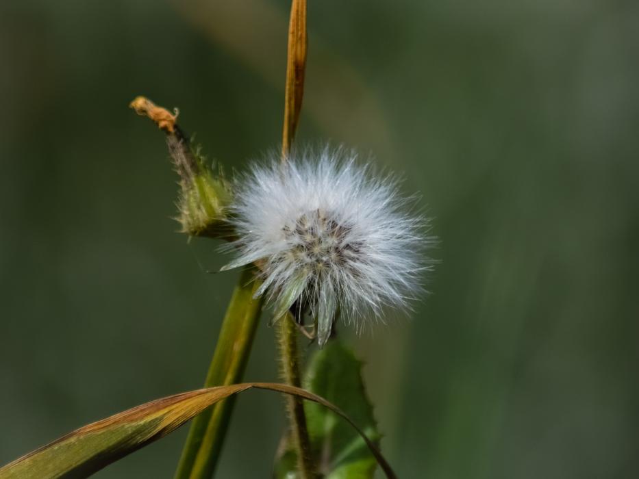 Flower Flora Nature