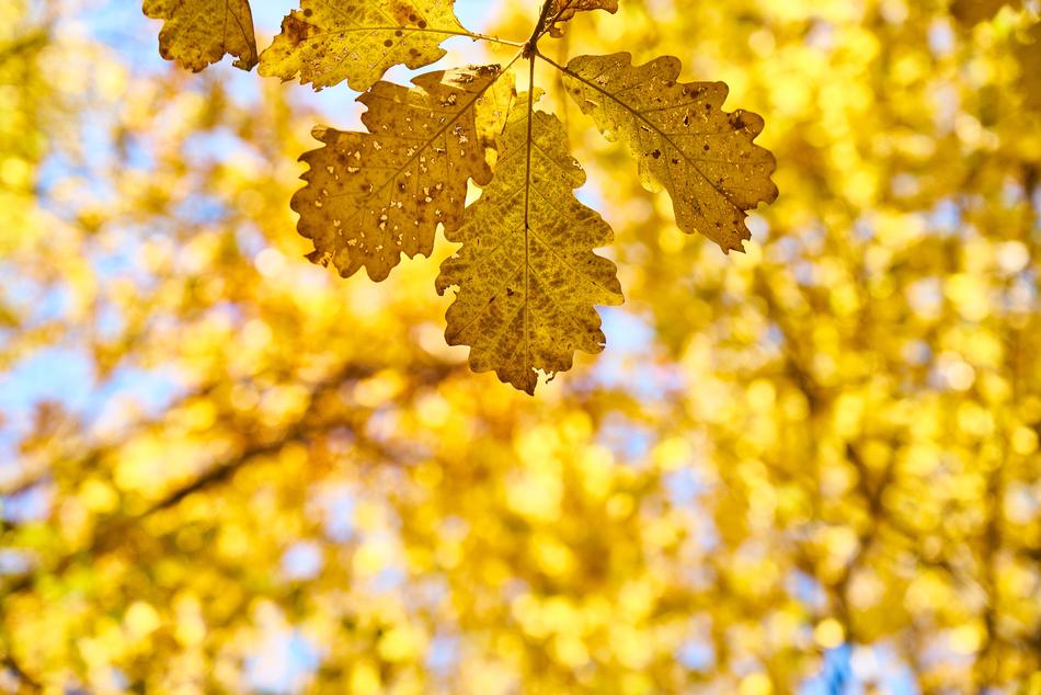 Autumn Season Landscape