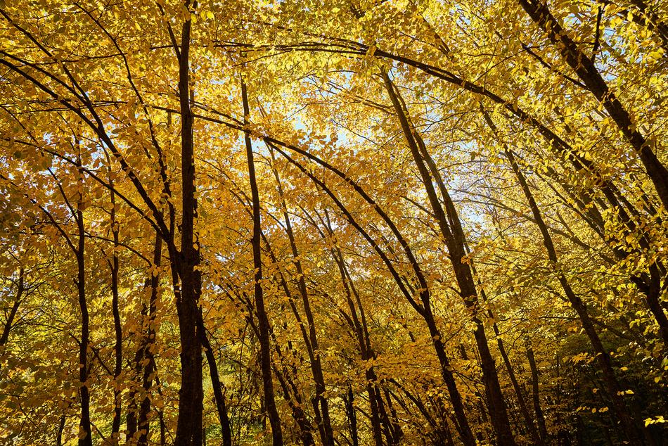 Autumn Season Landscape