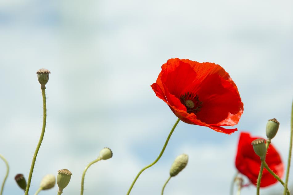 Red Poppy Wild Field