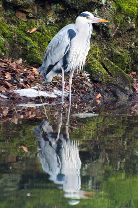 Gray heron by the lake