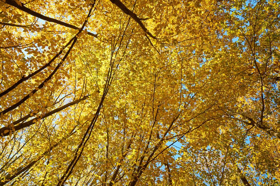 Autumn Season Landscape
