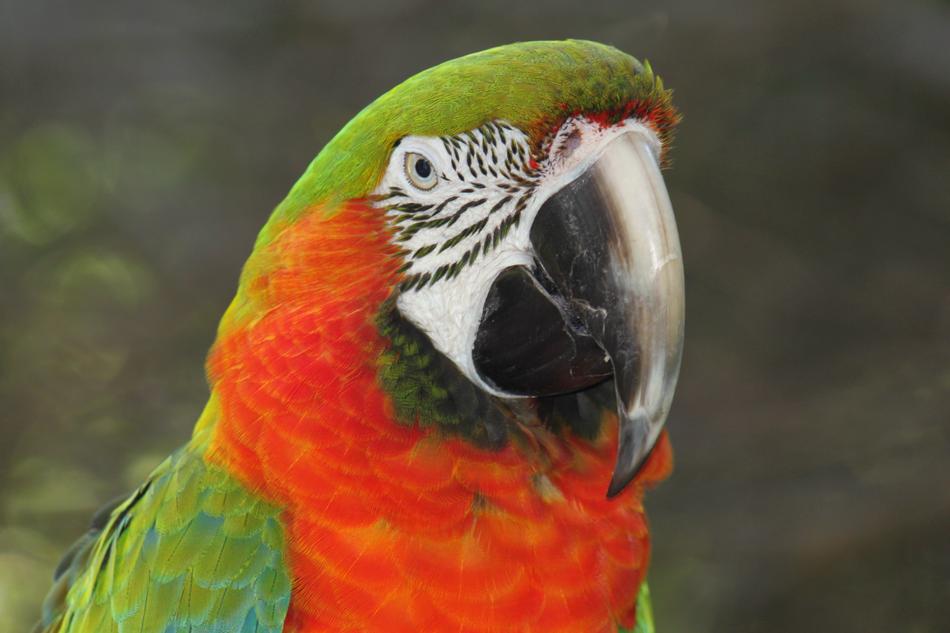 Birds Nature Pet