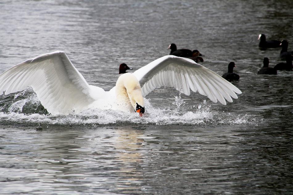 winged swan with ducks
