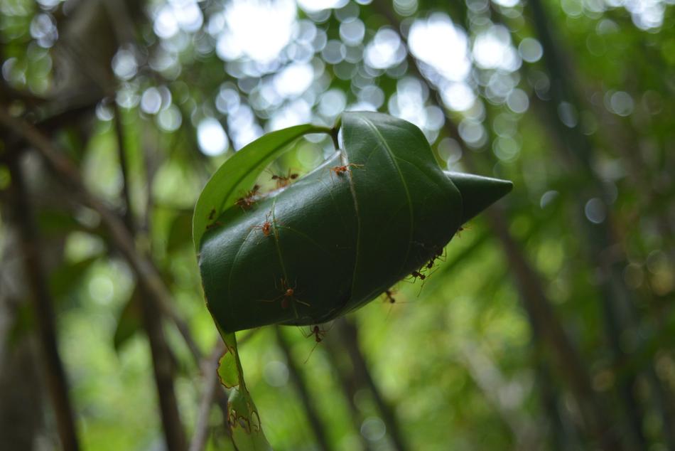 Ant Nest Red Tree