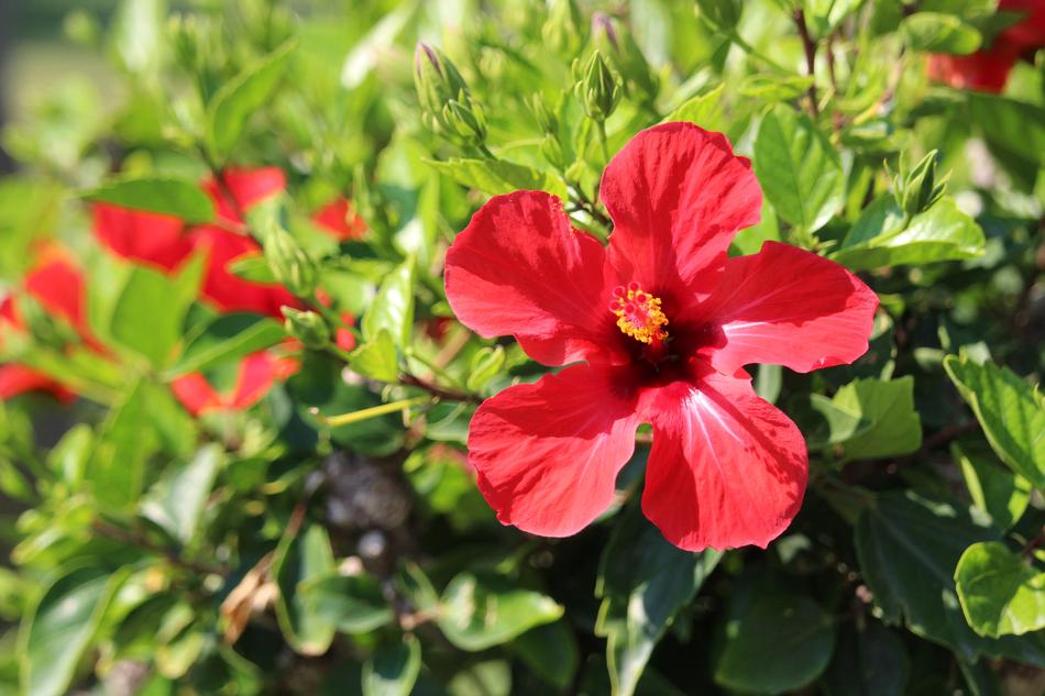 Flower Hibiscus Blossom