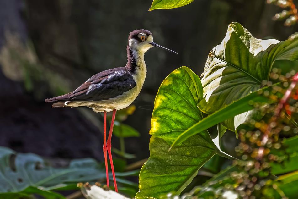 Nature Outdoor Bird