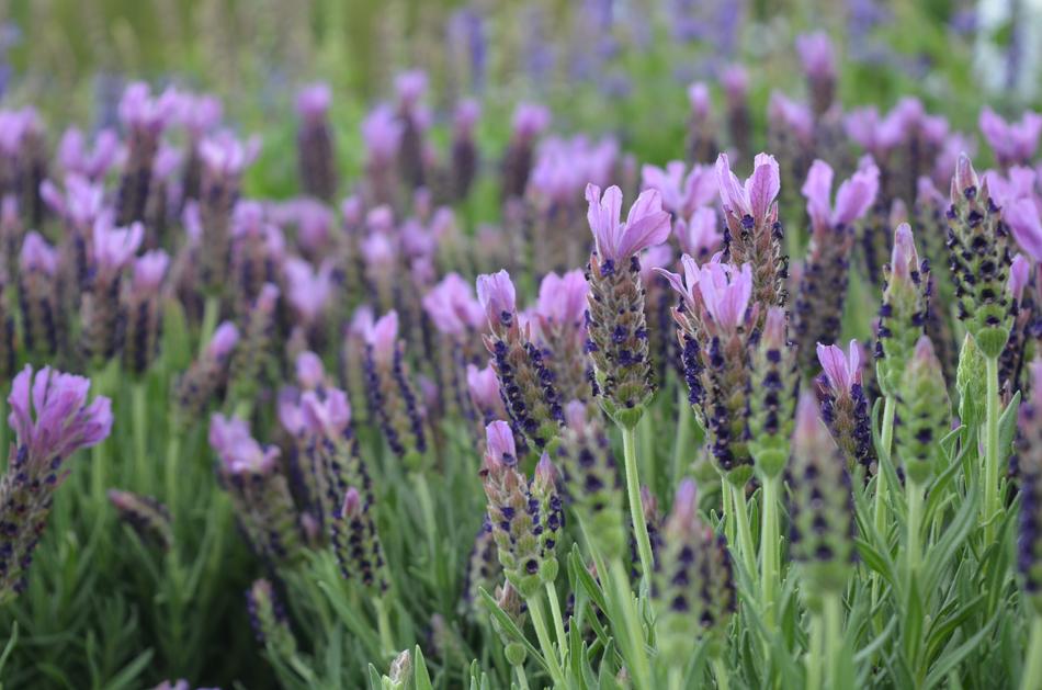 wild purple beautiful flowers