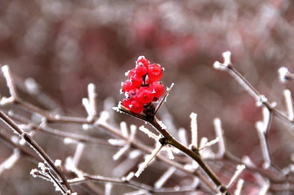 Nature Season Winter