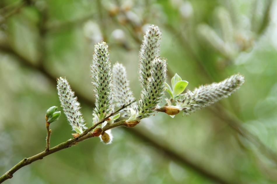 Nature Plant Sheet