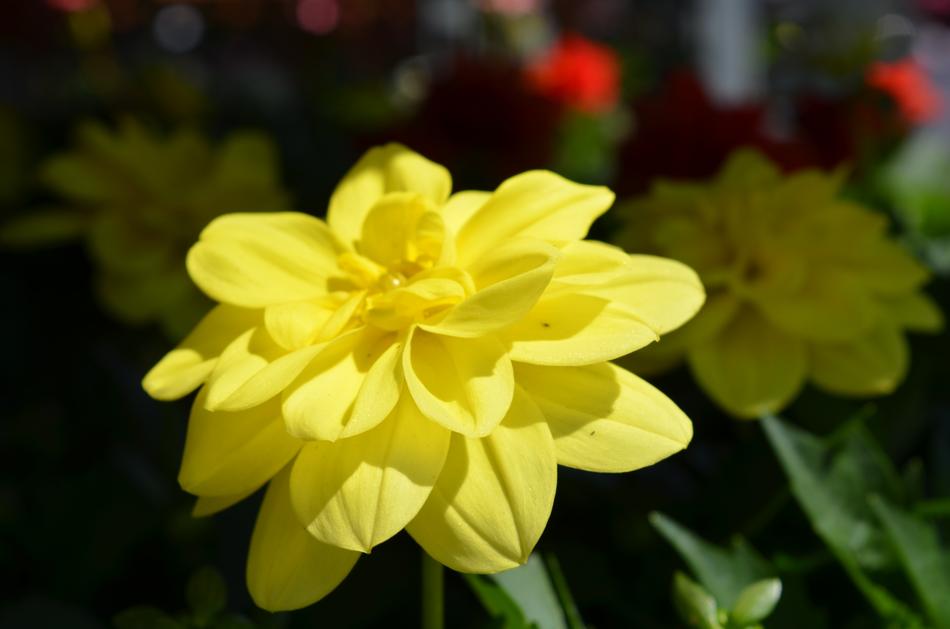 Plant Flower Floral