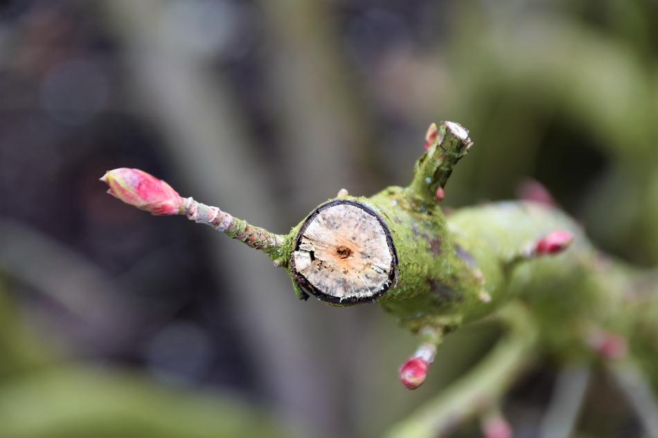 a broken tree branch
