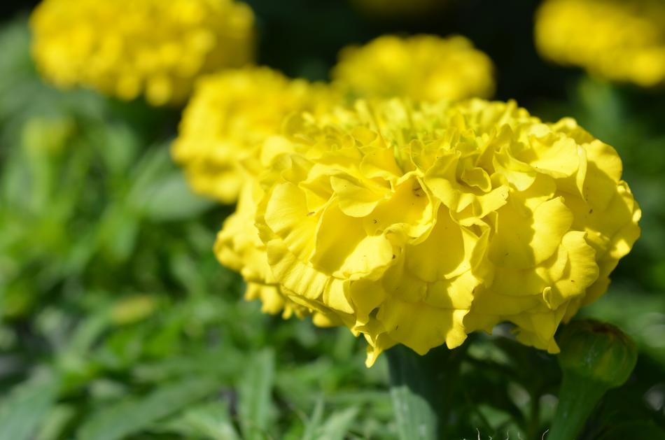 Plant Flower Floral